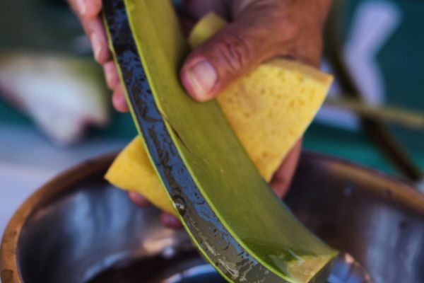 Aloe Vera gegen Krebs